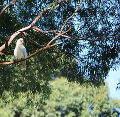 Cockatoo in forest area