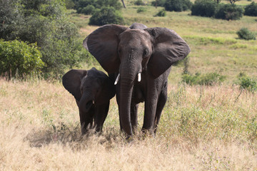 Fototapeta premium Elefant mit Jungtier