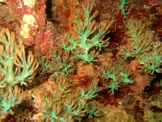 Plongée Philipines