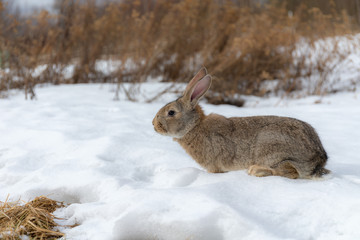Obraz premium portrait of a brown rabbit