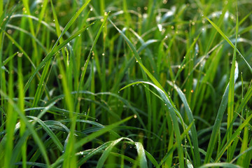 Fototapeta premium Green field of rice in India