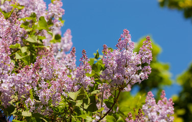 branches of blossoming lilac