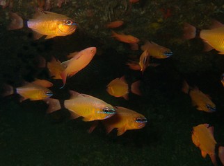 Plongée Philipines