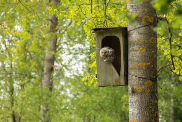 baby owl in nest