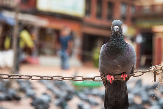 A pigeon looking directly at the camera, Boudhanath, Kathmandu, Nepal