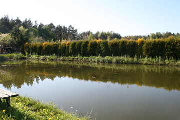 staw © Arkadiusz