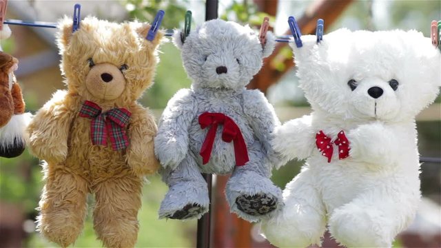 teddy bear hang,three soft toys of wet teddy bear dried on a rope