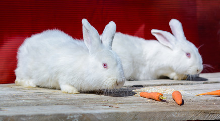 White fluffy bunnies sitting side by side. red background