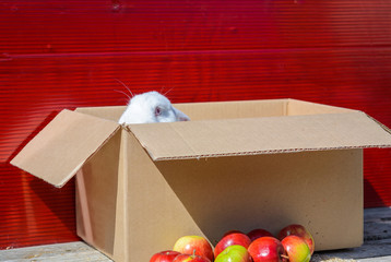 White rabbit sitting near a cardboard box. red background