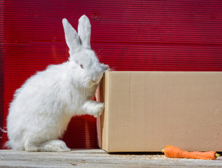 White rabbit sitting near a cardboard box. red background