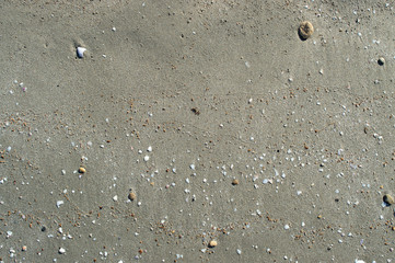 sandy seashore with pebbles and seashells