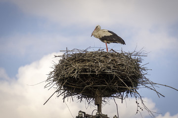 A stork standing on one leg in the nest. © Jacek Jacobi