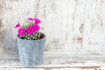 Tiny Blooming Cactus in the Pot