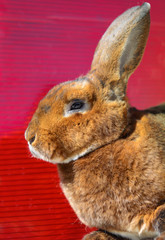 Brown bunny sitting on a wooden table. Red background.