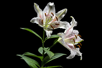 Flower of white lily, isolated on black background