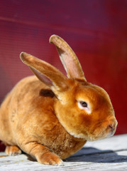 Brown bunny sitting on a wooden table. Red background.