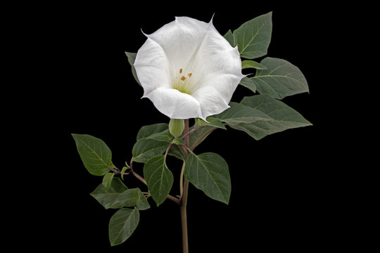 Fototapeta Datura flower, dope, stramonium, thorn-apple, jimsonweed, isolated on black background