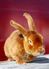 Brown bunny sitting on a wooden table. Red background.
