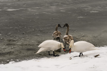 Rodzinne śniadanie 2 © Andrzej