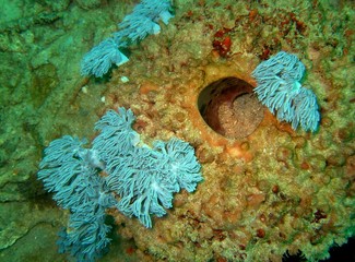 Plongée Philipines