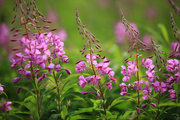 志賀高原のヤナギラン