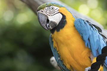 ara ararauna parrot in the farm