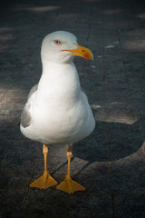 Standing seagull