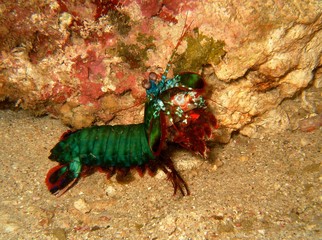 Plongée Philipines