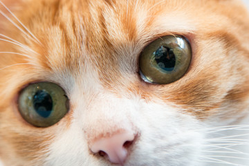 occhi di gatto
