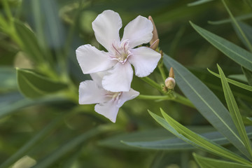 Obraz na płótnie Canvas white oleander in the garden