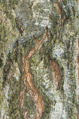 bark tree background