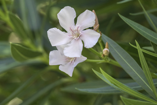 White Oleander In The Garden