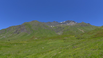 Prateria alpina in alta montagna a 2000 metri di altitudine con rododendri