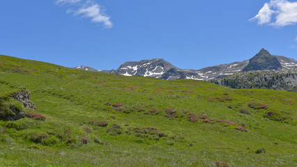 Prateria alpina con cielo blu e prati verdi