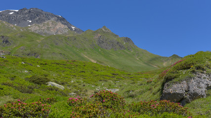 Fototapeta na wymiar Prateria alpina con prati verdi e cielo azzurro e grossi sassi grigi