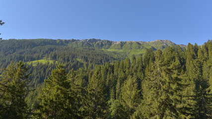 Panorama di abeti montani in estate in alta montagna
