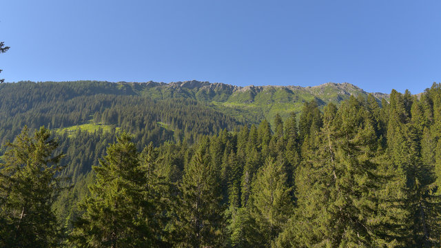 Fototapeta Panorama di abeti montani in estate in alta montagna