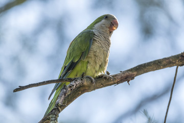 brotogeris tirica green parrot