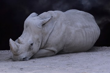 Naklejka premium big rhino in the jungle
