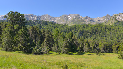 Panorama con pini silvestri in estate in alta montagna