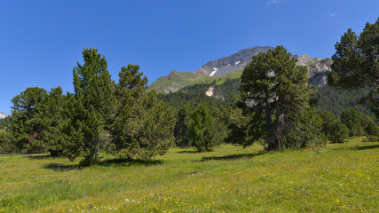 Fototapeta na wymiar Panorama montano con molti pini cembri e cielo azzurro estivo