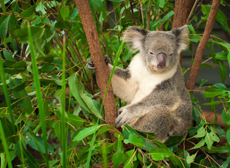 Sleepy Koala on Gumtree