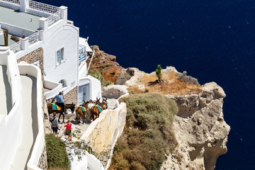 donkeys descending stairs in Oia Santorini Greece