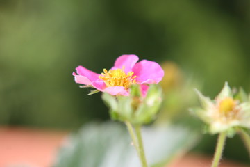 różowy pojedynczy kwiat