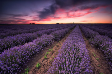 Fototapeta premium Lavender dream