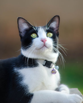 Cute tuxedo cat Marlyanka is smiling with surprised face