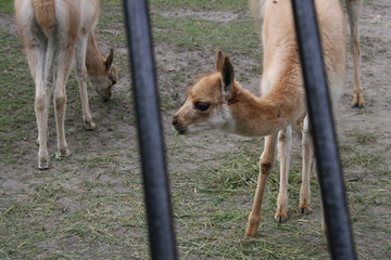 zwierzęta w zoo © Arkadiusz