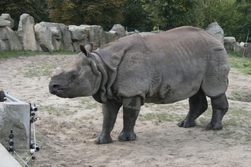 Fototapeta premium zwierzęta w zoo