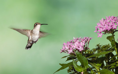 Fototapeta na wymiar Female Ruby-throated Hummingbird Hovering at Penta