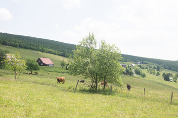 Yaks in Giant Mountains in the Czech Republic